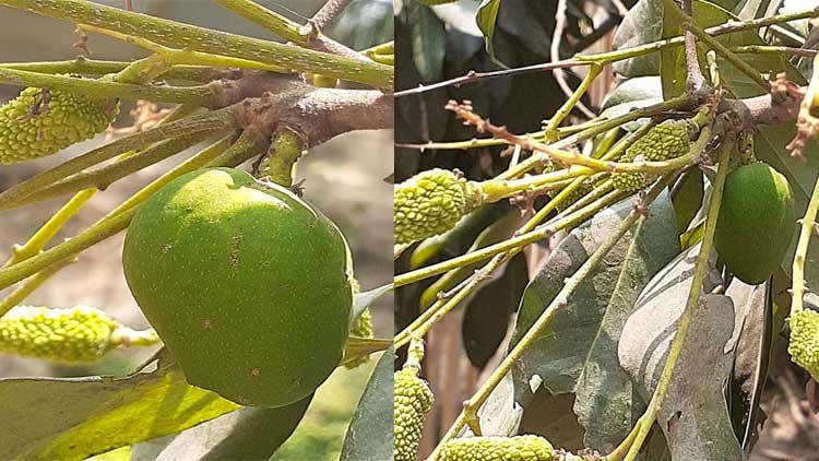 ঠাকুরগাঁওয়ে লিচু গাছে আমের নাটক!